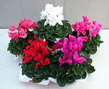 Цикламен – Cyclamen-5