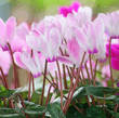 Цикламен – Cyclamen-4