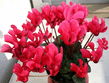 Цикламен – Cyclamen-3