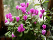 Цикламен – Cyclamen-2