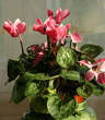 Цикламен – Cyclamen-1