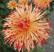 chrysanthemum9.jpg