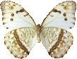 butterfly_white_070.png