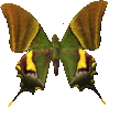 butterfly_teinopalpus_025.png