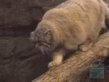 origin.gif