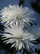 chrysanthemum7.jpg