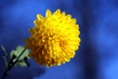 chrysanthemum2.jpg