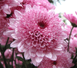 chrysanthemum1.jpg