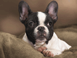 boston_terrier.jpg