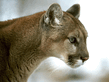 mountain_lion.jpg