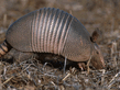 Armadillo (Priodontes giganteus).jpg