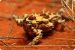 Moloch horridus