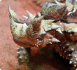 Moloch horridus