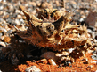 Moloch horridus