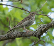 Лесной конёк (Anthus trivialis).jpg