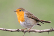 Зарянка (Erithacus rubecula).jpg