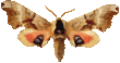 sphinx_moth_104.png