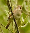 Обыкновенный соловей (Luscinia luscinia).jpg