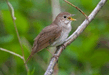 Обыкновенный соловей (Luscinia luscinia).jpg