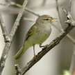 Пеночка-весничка (Phylloscopus trochilus).jpg