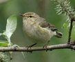 Пеночка-весничка (Phylloscopus trochilus).jpg