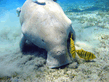 Dugong dugon.jpg