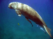 Dugong dugon.jpg