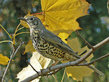 Певчий дрозд (Turdus philomelos).jpg