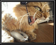 Кош-ресепшн.jpg