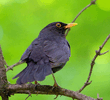 Черный дрозд (Turdus merula).jpg