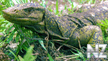 Varanus bitatawa.jpg