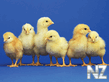 800x600_BabyChicks.jpg