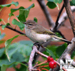 Пеночка-теньковка(Phylloscopus collybita).jpg