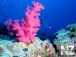 pink_coral_1024.jpg