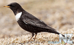 Дрозд белозобый (Turdus torquatus).jpg