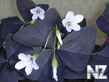 Кислица треугольная (Oxalis triangularis).jpg