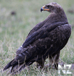 Степной орел (Aquila nipalensis).jpg