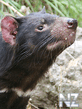 TasmanianDevil_240x320.jpg