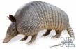 Armadillo (Priodontes giganteus).png