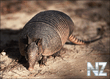 Armadillo (Priodontes giganteus).jpg