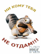 belka.jpg