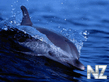 dolphin.jpg