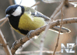 Большая синица (Parus major).jpg