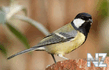 Большая синица (Parus major).jpg