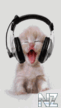 Cat.gif