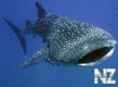 Whale shark.jpg