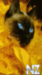 Cat2.gif