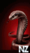 Kobra.gif