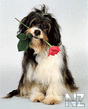 dog8.jpeg