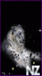 Leopard2.gif